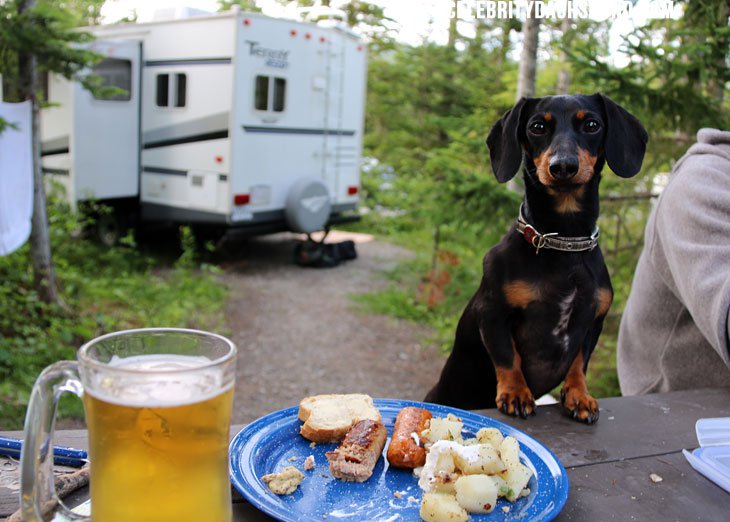 Crusoe The Celebrity Dog