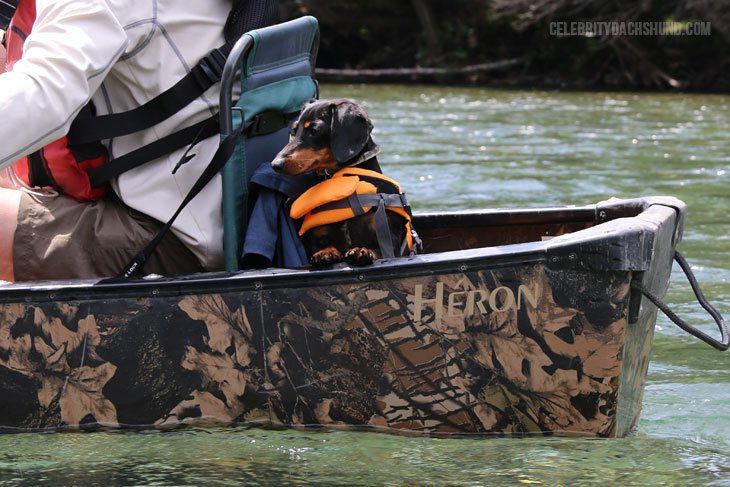 Crusoe The Celebrity Dog