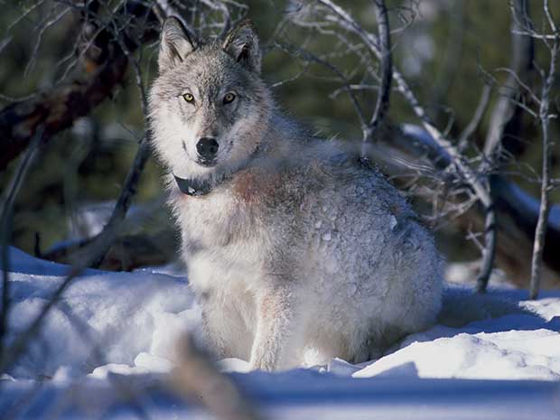 Winter Camping Extremes