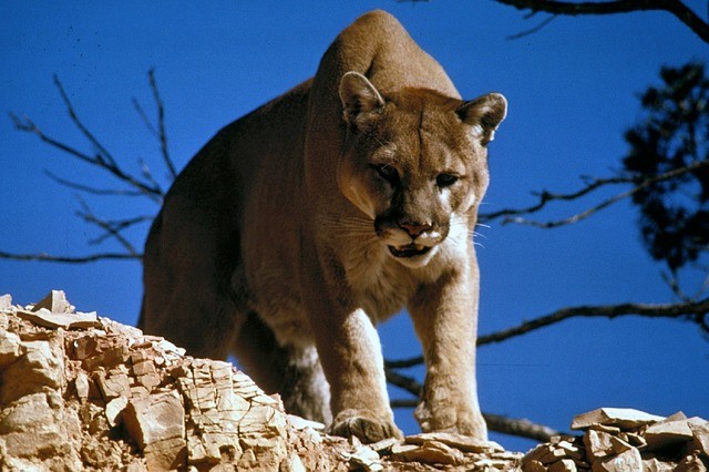 dangerous animals cougar