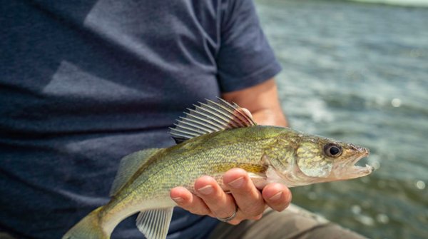 jigging for walleyes