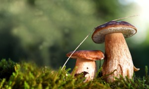 https://preprod.outdoors.com/mushrooms-are-talking/