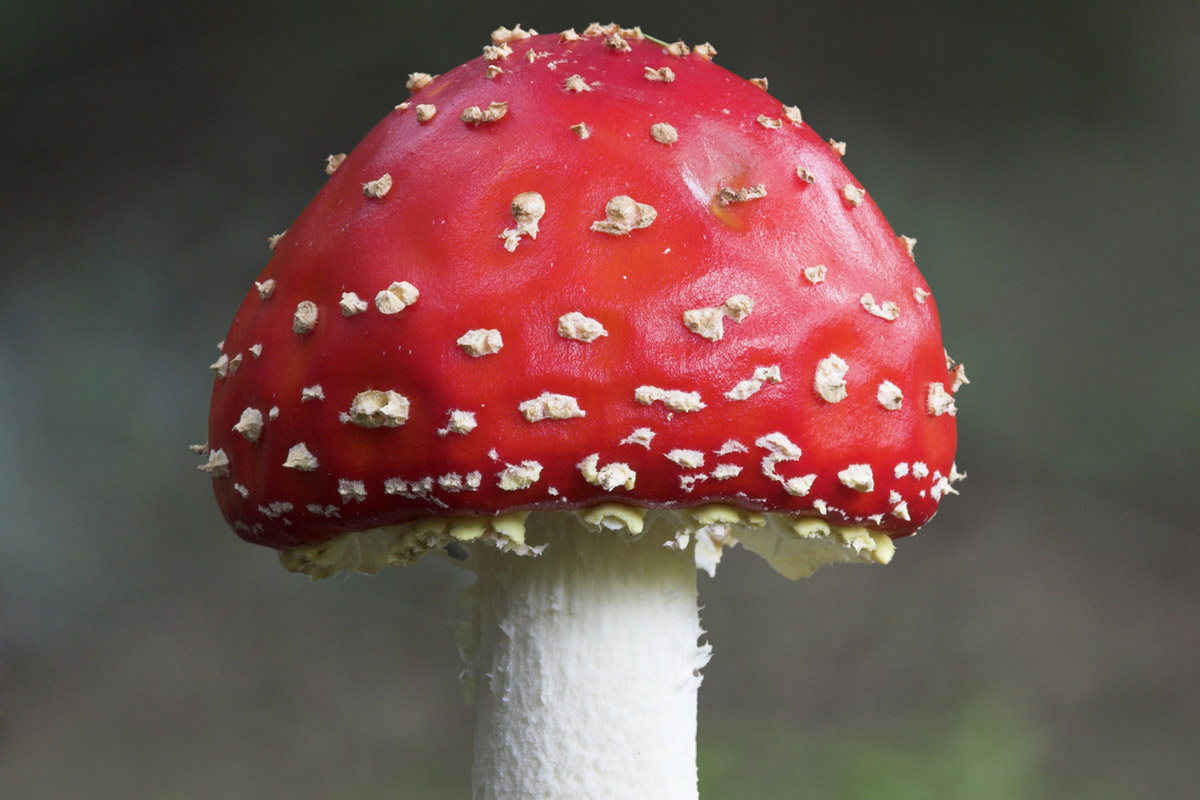 https://preprod.outdoors.com/mushrooms-are-talking/