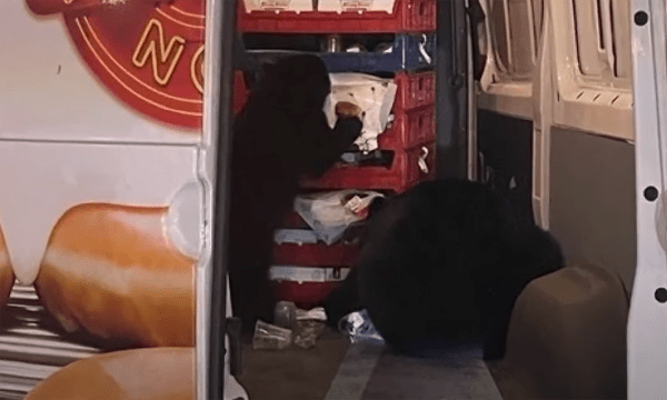 family-of-bears-raid-krispy-kreme-truck
