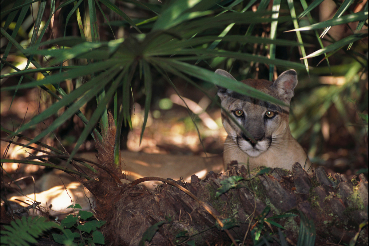 a rare florida panther