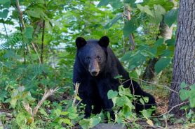 black bear forest