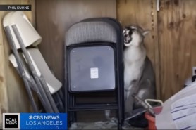 mountain lion eats turkey