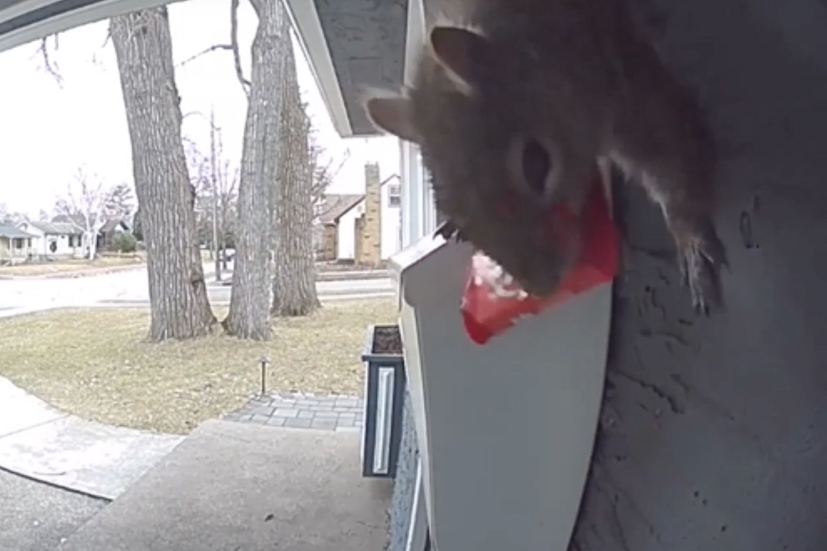 squirrel stole candy bar