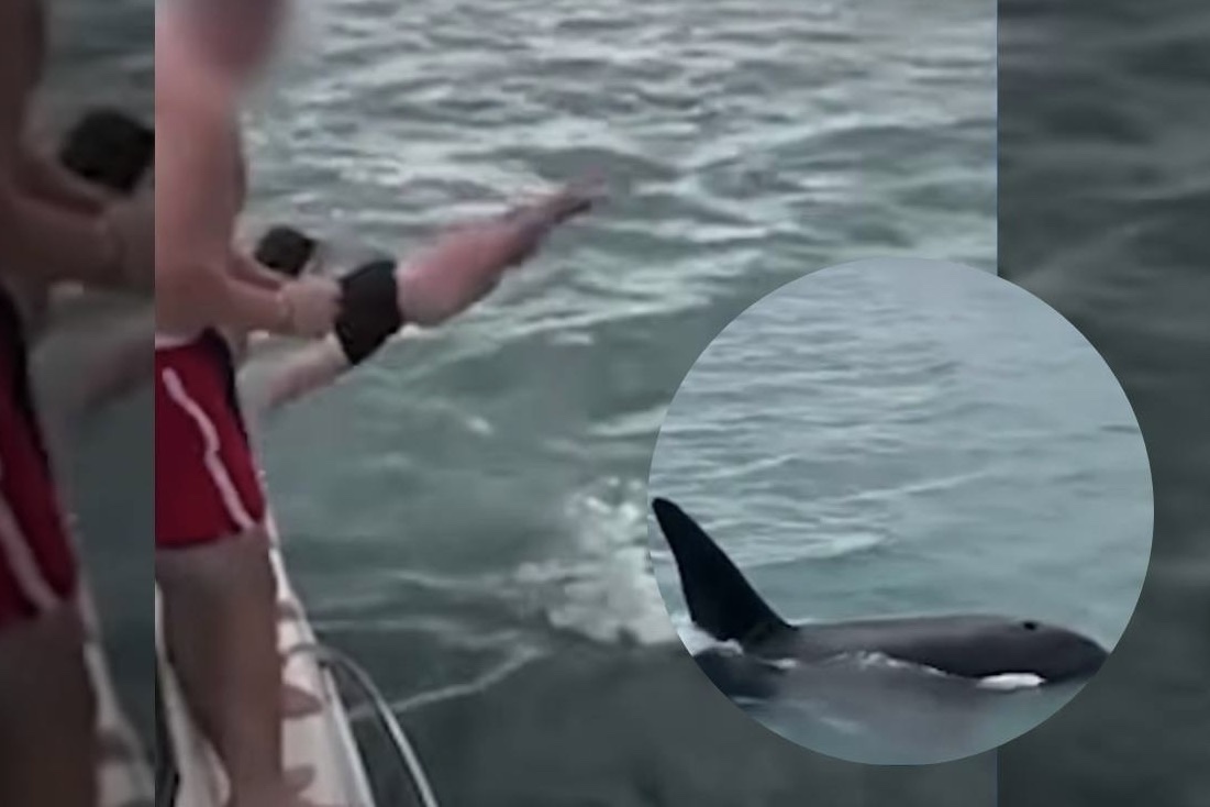 man body slams orca