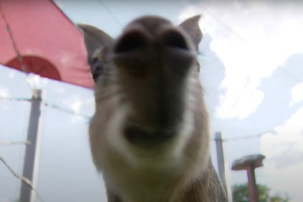 patagonian mara colorado