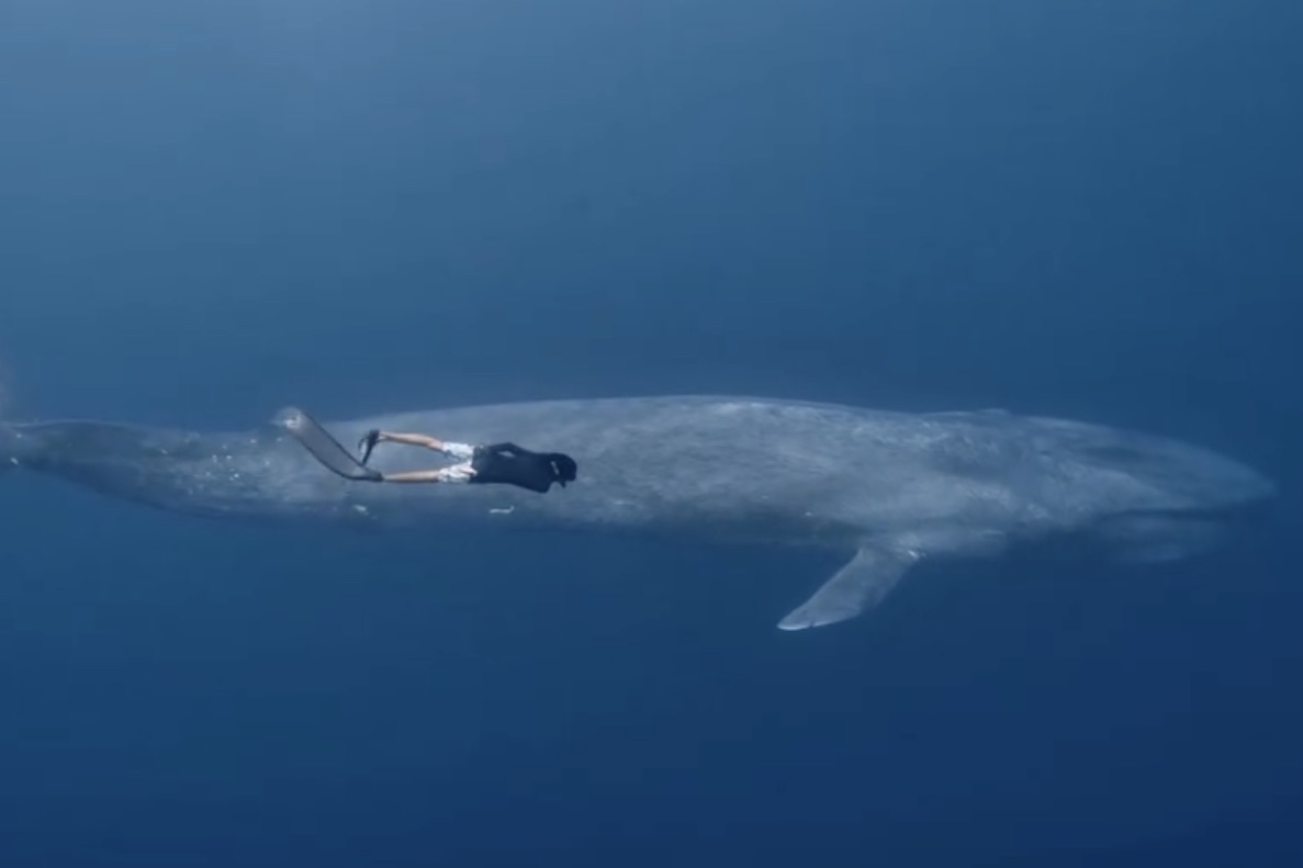 man swimming with blue whale