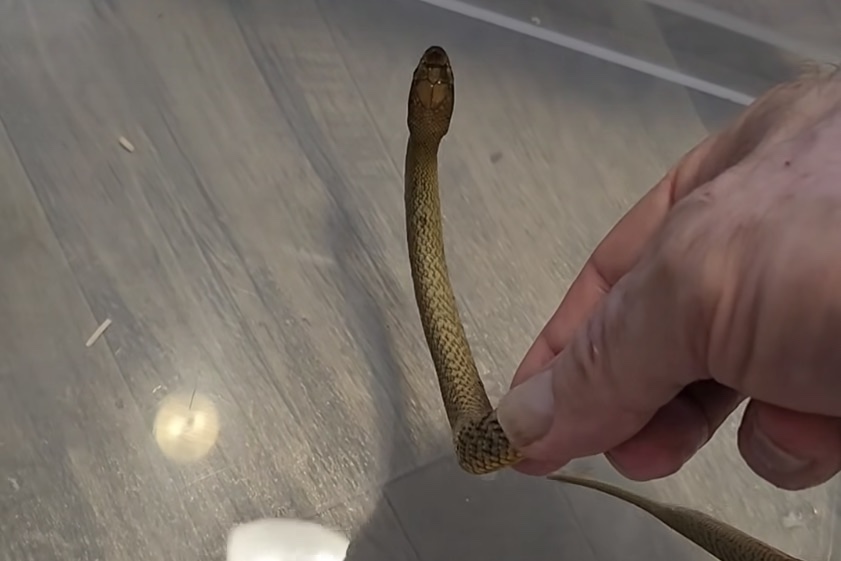 inland taipan bit man