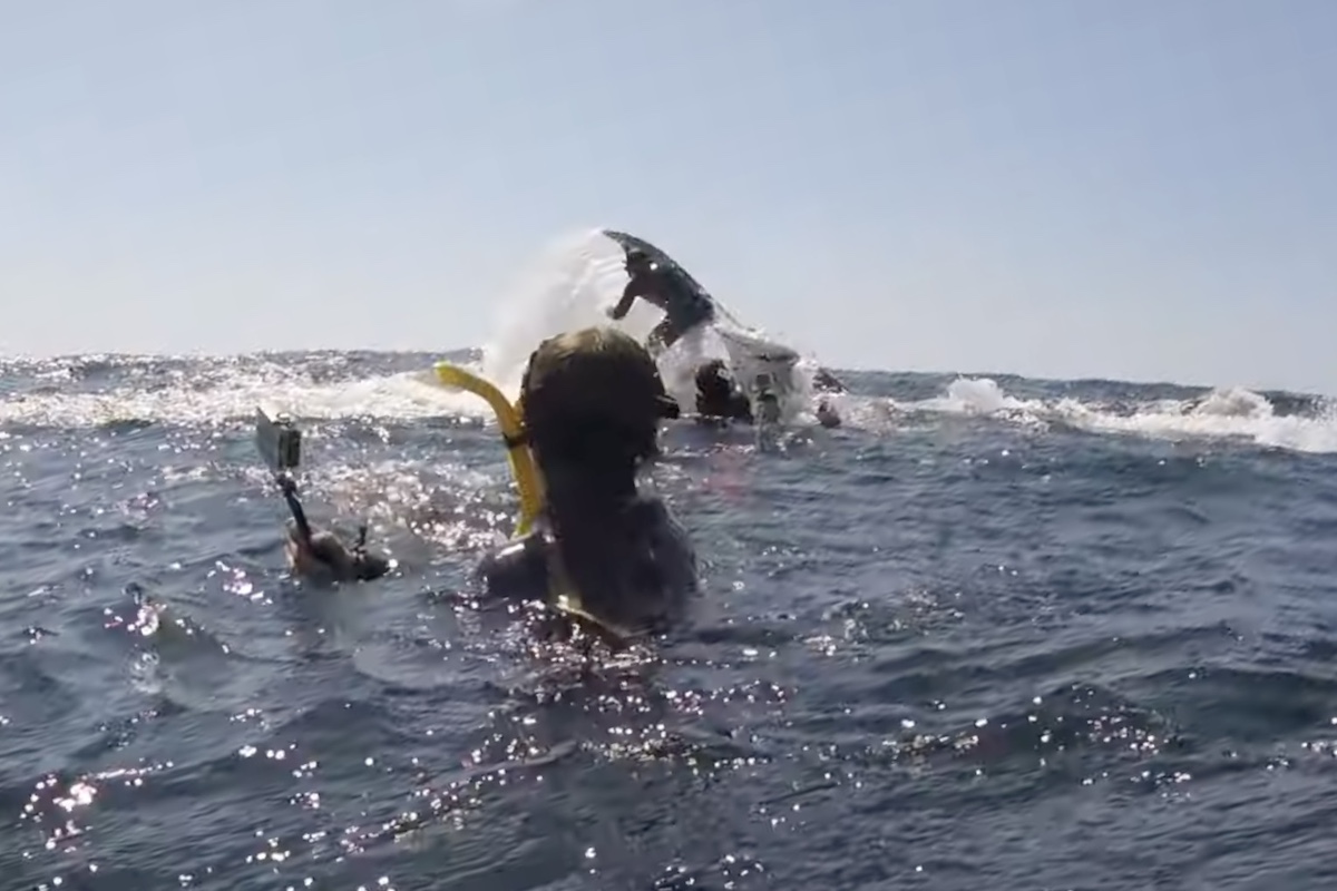 man gets thrown by whale australia
