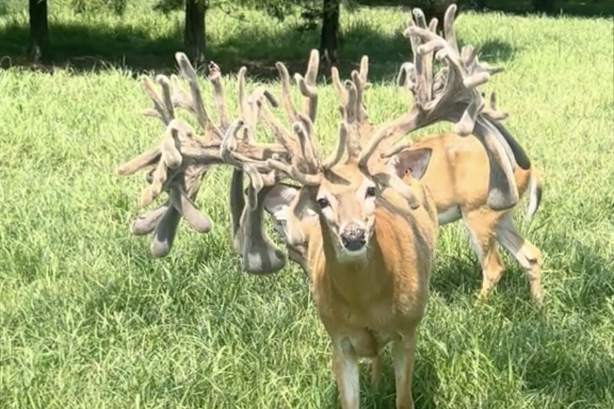 chandelier deer antlers