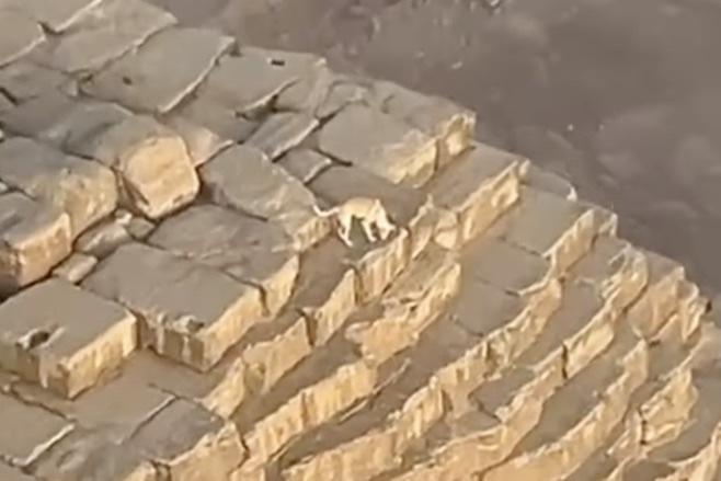 dog on top of giza pyramid
