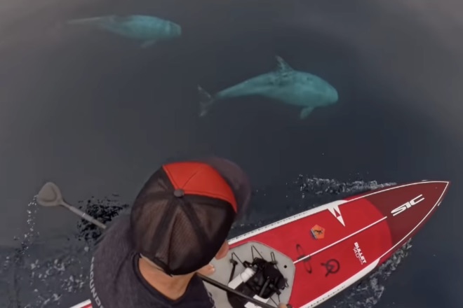 paddleboarder risso's dolphins video