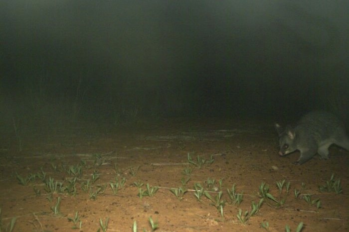 brushtail possum rare trail cam