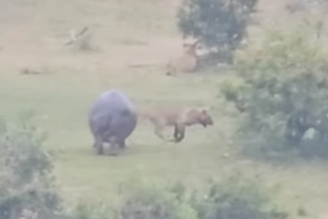 hippo lion video