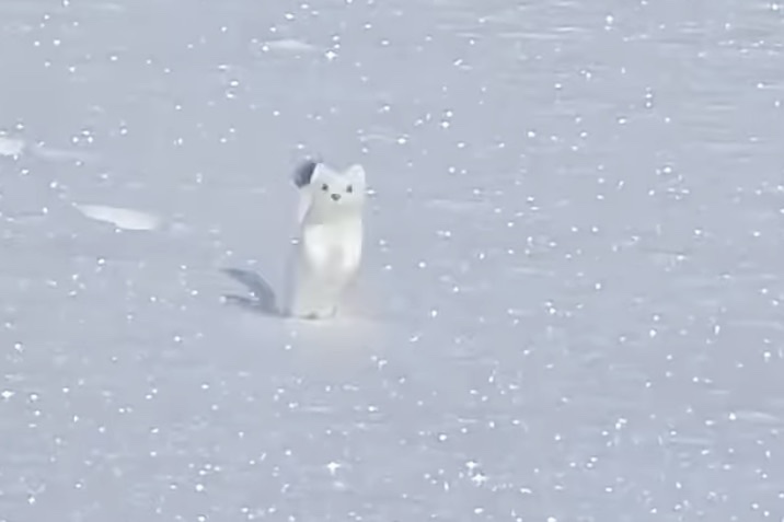 hopping white ermine