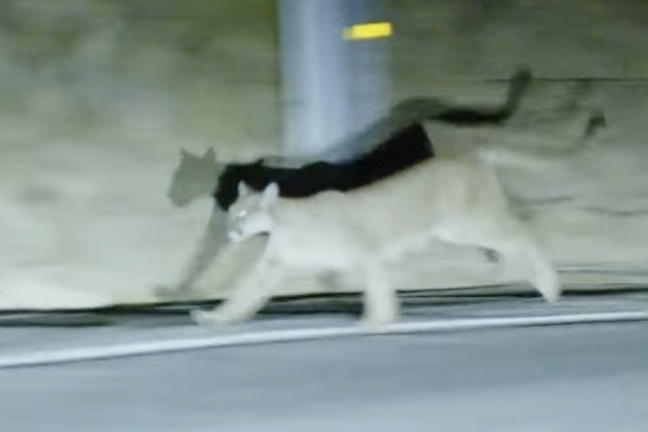 mountain lion flee from california fires