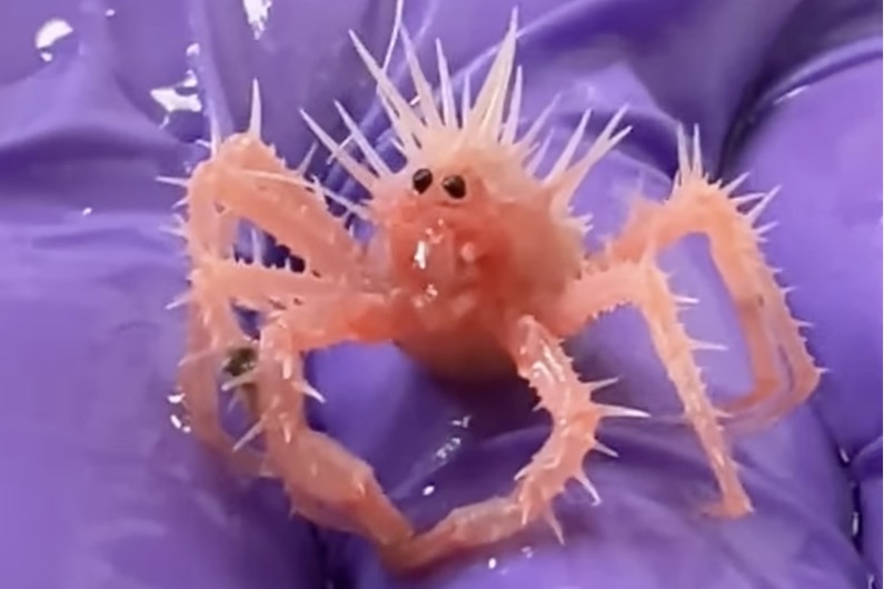 spiky baby crab noaa
