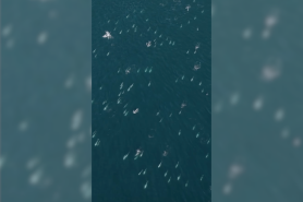 super pod risso's dolphins