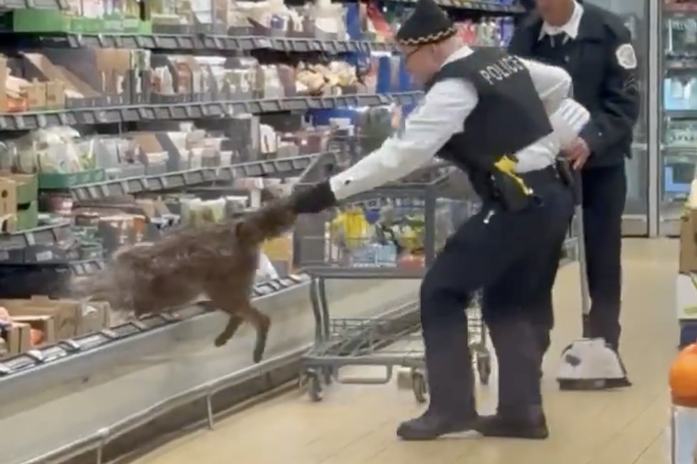 wild coyote aldi grocery store