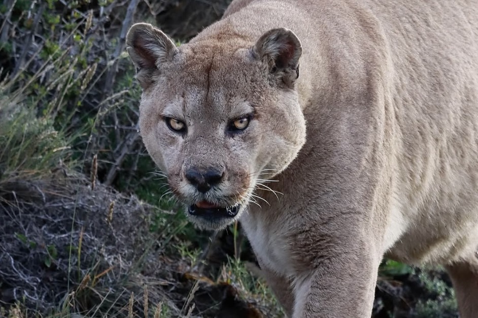 carnaza puma torres del paine