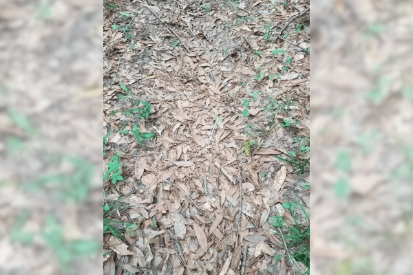 find the copperhead snake