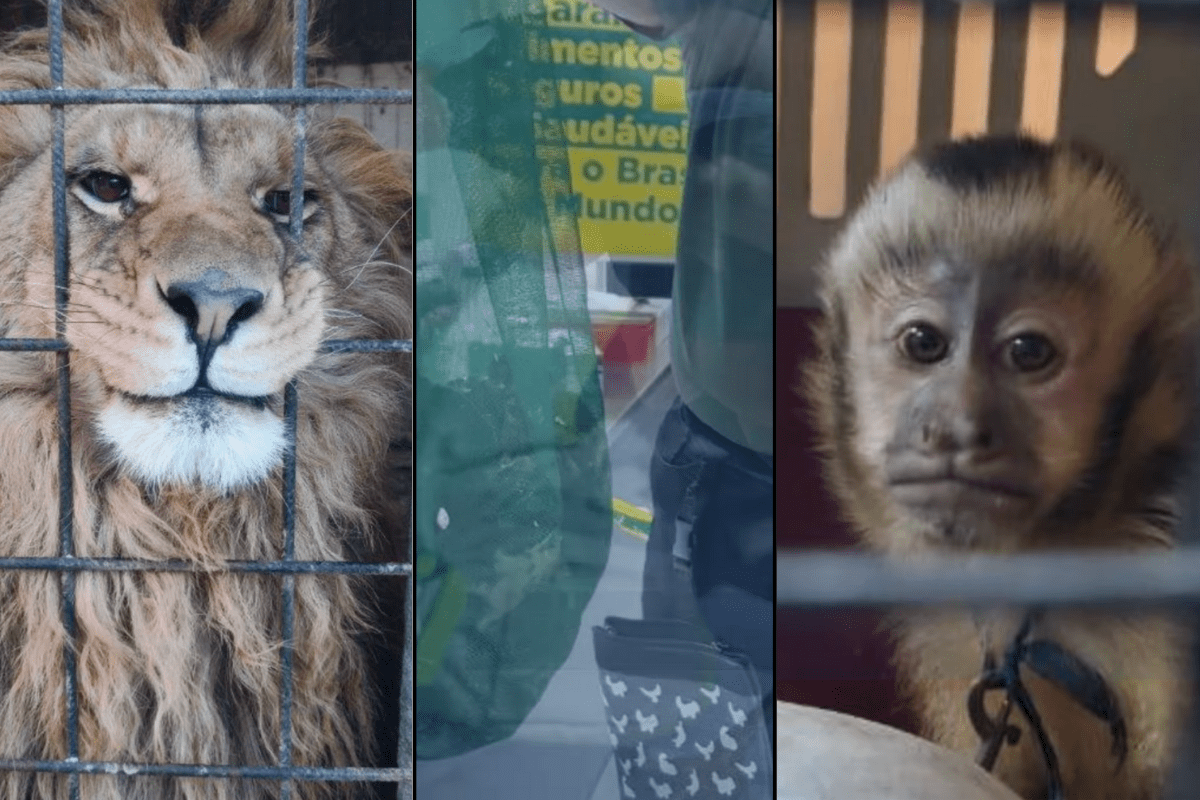 operation thunder wildlife trafficking