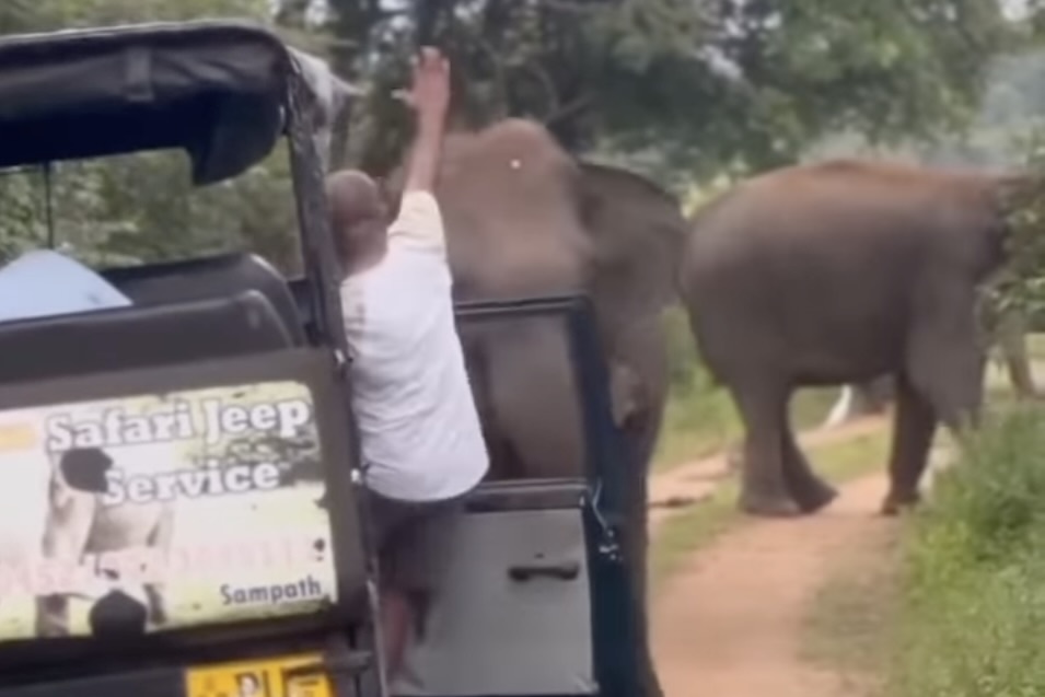 safari guide charging elephant