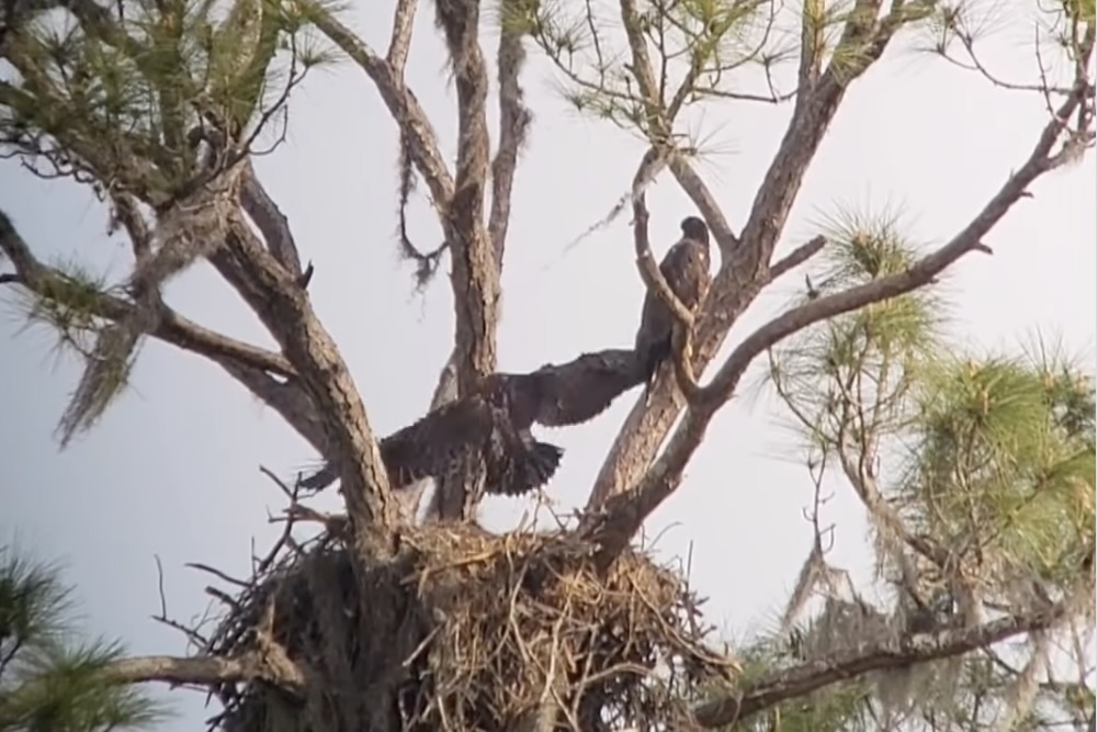 bald eagle leaves nest