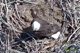 turtle escapes bald eagle