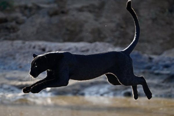 black leopard leaping