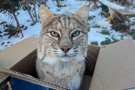 bobcat in a box