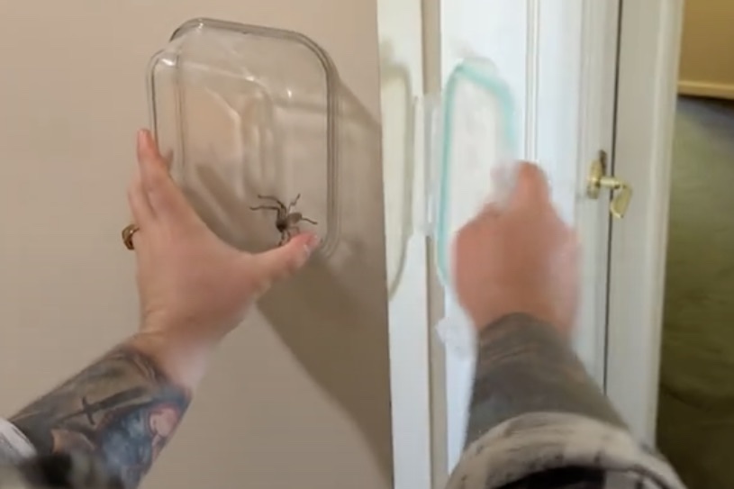 chaotic spider catch attempt