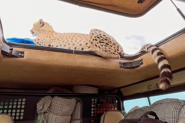 cheetah roof safari