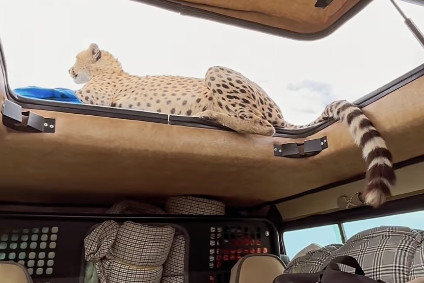 cheetah roof safari