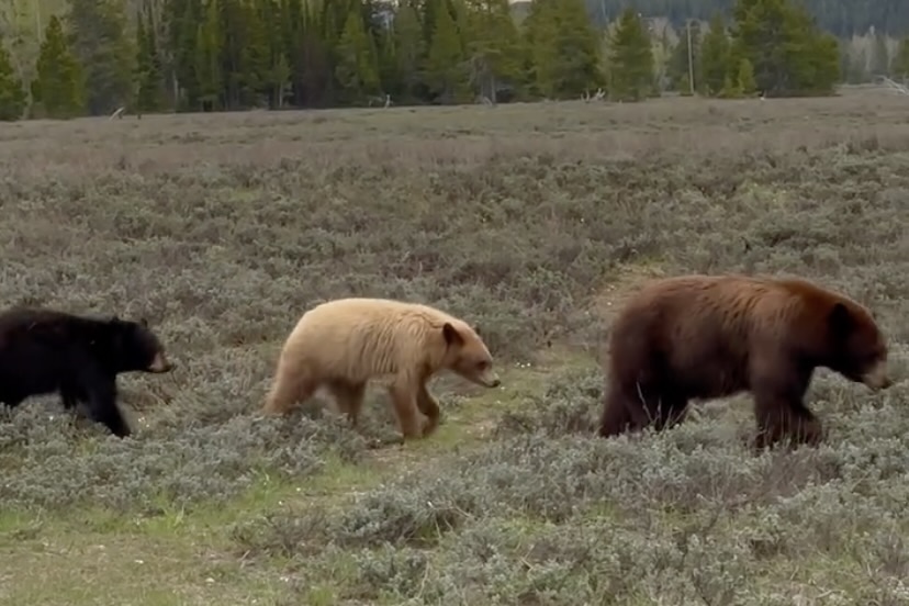 colorful family of bears