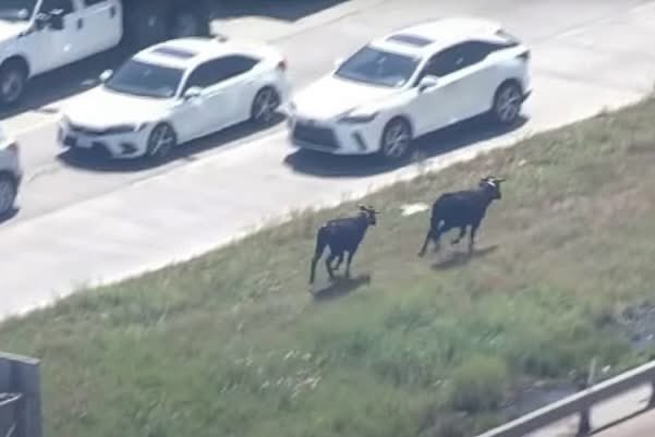 cows loose texas freeway