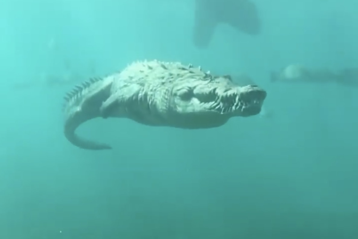 crocodile swimming underwater