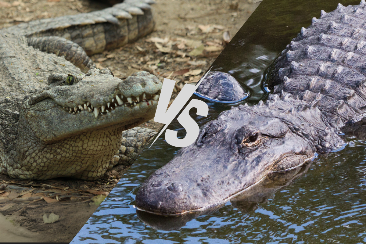 crocodile vs. alligator