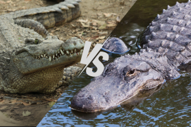 crocodile vs. alligator