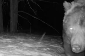 first grizzly bear of the year