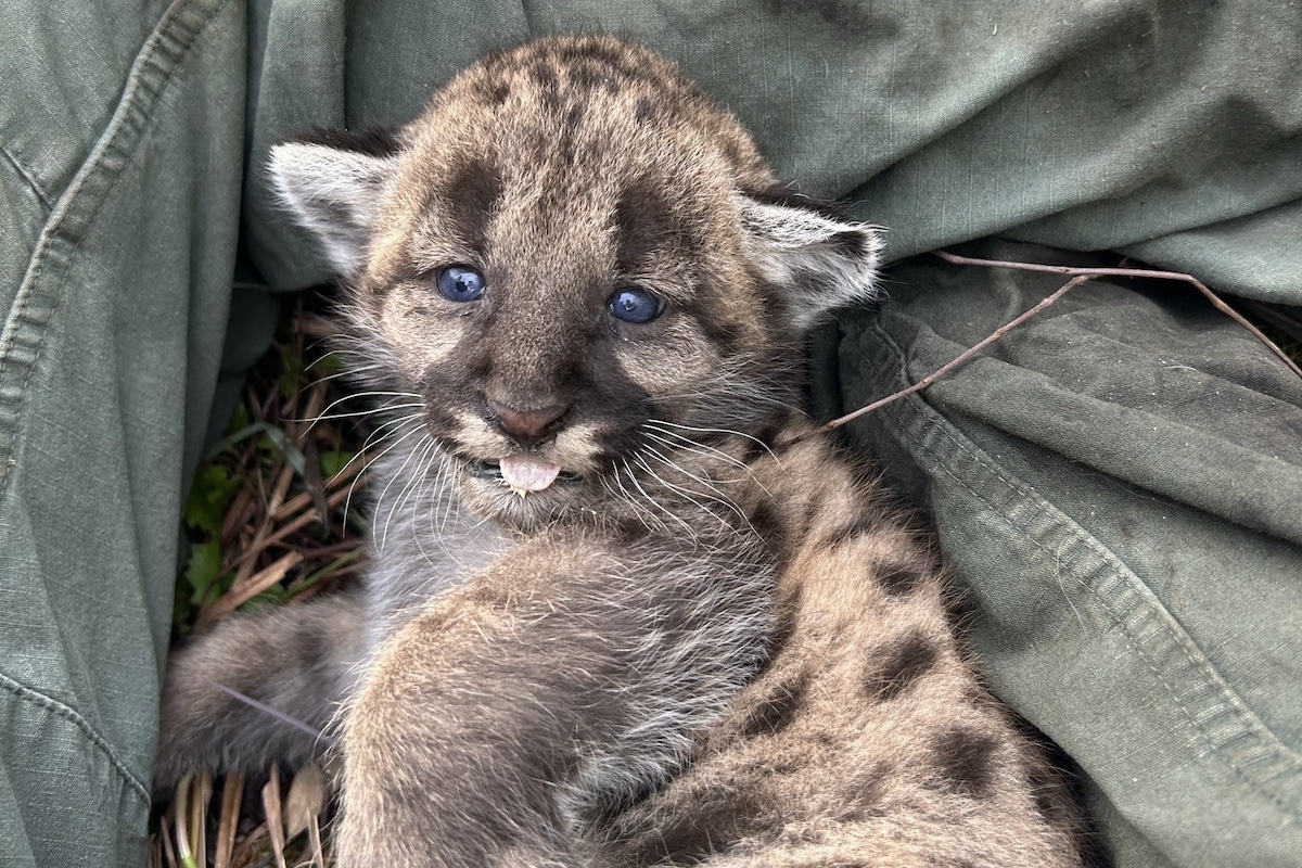 florida panther kittens