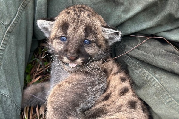 florida panther kittens