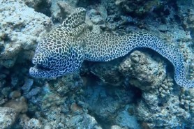 freediver scariest moment