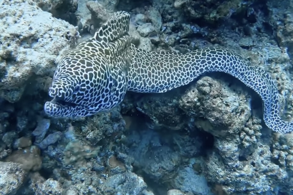 freediver scariest moment