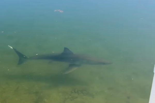 great white shark lake australia