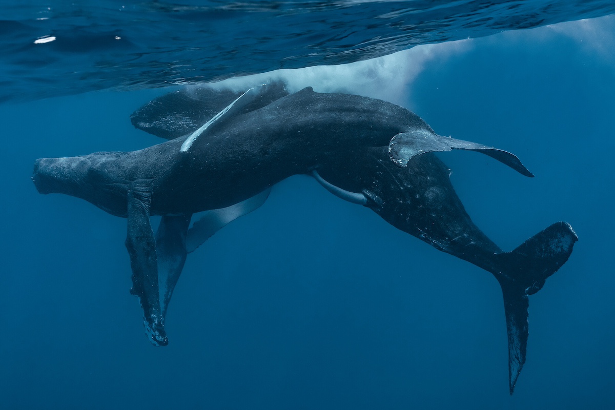 humpbacks mating